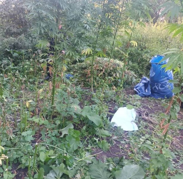 В Нижегородской области завершено расследование уголовного дела о незаконном культивировании и хранении 23 кг растительного наркотика
