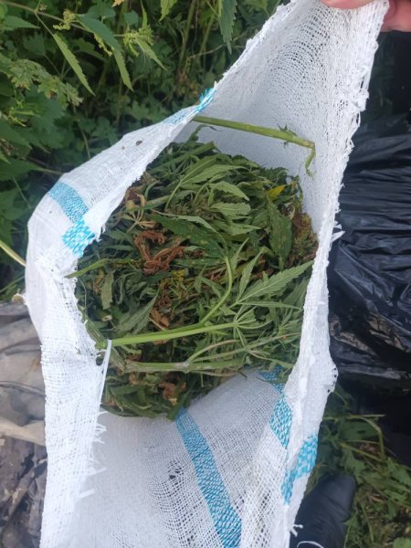 В Нижегородской области завершено расследование уголовного дела о незаконном культивировании и хранении 23 кг растительного наркотика